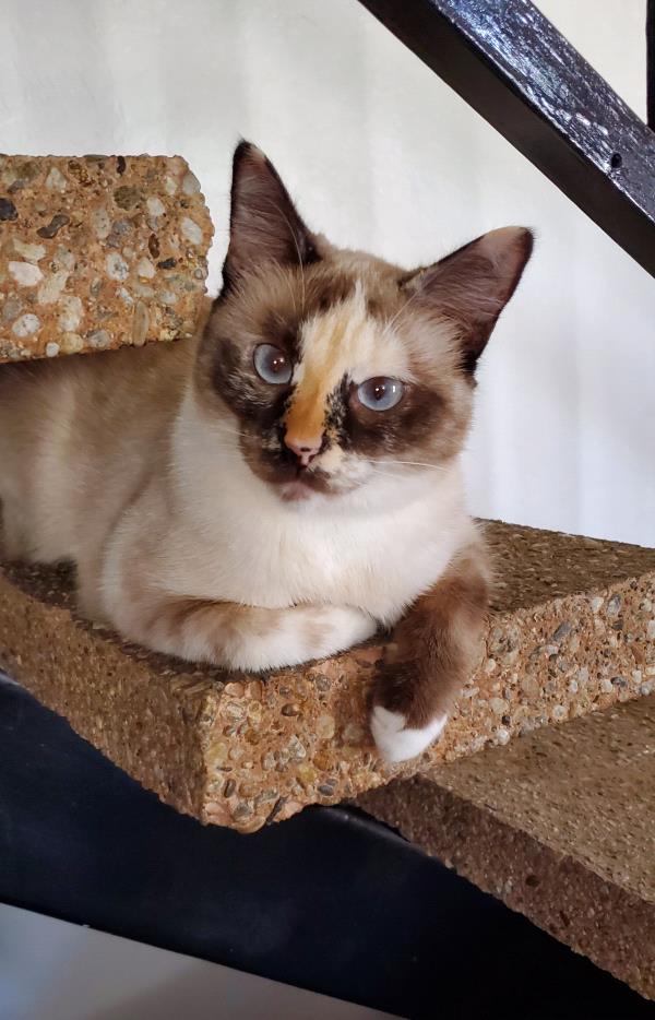 /Images/uploads/Friends of Seal Beach Animal Care Center/2022sbacc/entries/21042thumb.jpg